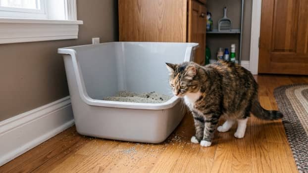 cat hesitating to step into high entry litter box showing difficulty entering