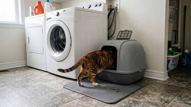 cat entering a closed litter box in a laundry room