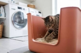 cat using a high sided litter box to prevent litter scatter