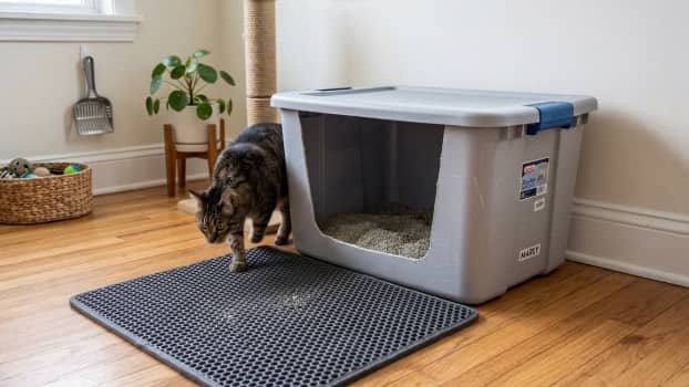 DIY low entry litter box made from plastic storage bin with cat using it