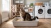 maine coon cat sitting in an extra large litter box in a laundry room