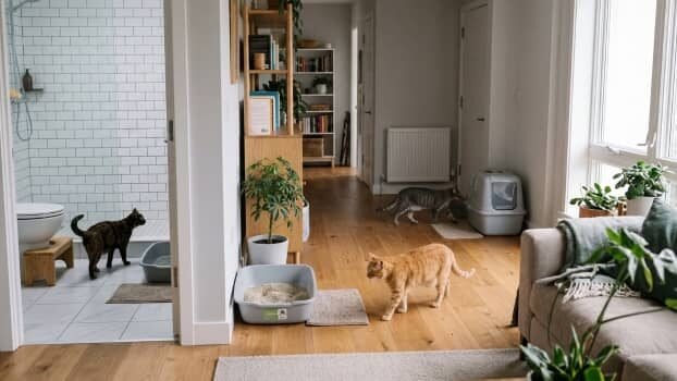 three cats with litter boxes placed in separate areas of a home