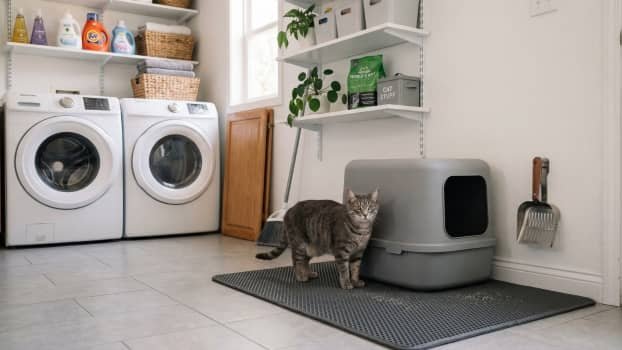clean litter box setup in laundry room with mat scoop and storage