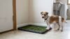 litter box for dogs indoor potty setup with grass pad in hallway corner