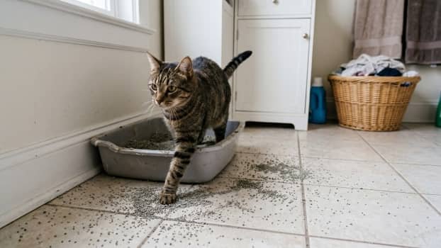 cat stepping out of small litter box with litter scattered on floor