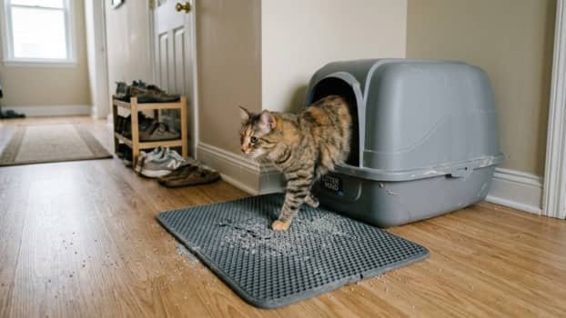 cat stepping onto litter mat to reduce tracking from litter box in hallway