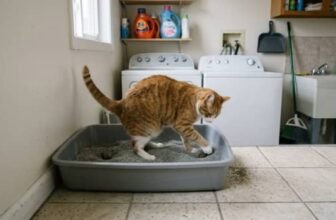 Bentonite clay cat litter in litter box after a few weeks with cat digging in laundry room