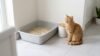 clean cat litter box with cat sitting nearby in bright bathroom