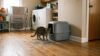 cat leaving litter box with litter scattered on hardwood floor