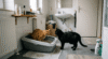 can two cats share a litter box with one cat using it while another waits nearby