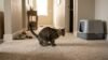 why is my cat peeing outside the litter box on carpet near litter box