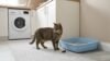 Why Is My Cat Pooping Outside the Litter Box?