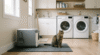cat sitting next to covered litter box in clean laundry room setup for spraying problem