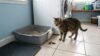 cat pooping next to a litter box in a laundry room