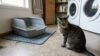 Cat refuses to use litter box and sits next to it indoors