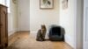 Cat sitting next to a litter box in a hallway but not using it