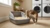 Best cat litter for sensitive paws with a cat stepping beside a soft fine-textured litter box