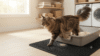 Large long-haired Maine Coon stepping out of an extra-large litter box