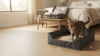 Brown tabby cat using a collapsible travel litter box in a hotel room