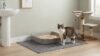Best wood cat litter in an open litter box beside a cat