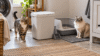 Litter Genie review featuring a generic cat litter disposal pail beside a litter box with two cats in a laundry room.