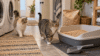 Really Great Cat Litter review hero image with two cats beside a pellet litter box in a realistic laundry room.