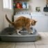 Best Cat Litter for Odor Control (And Why Yours Still Smells)