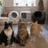 How to Get Your Cat to Use an Automatic Litter Box