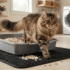 Best Cat Litter for Senior Cats: Soft and Low-Dust Picks