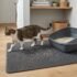 Wood Cat Litter: What It Is and Which Type Suits Your Cat