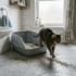 Best Litter Box for Cats That Pee Over the Edge (Stop the Mess for Good)