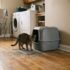 Best Cat Litter for Odor Control (And Why Yours Still Smells)