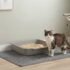 Best Hypoallergenic Cat Litter: Low-Dust, Unscented Options for Sensitive Cats