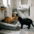 Litter Box for Kittens: The Right Setup for Every Age and Problem