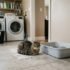 How Many Litter Boxes Per Cat and How to Set Them Up