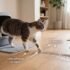 Best Litter Box Accessories That Actually Make Cleaning Easier