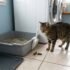 Why Is My Cat Not Using the Litter Box?  Simple Fixes