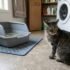 Cat Pooping Next to Litter Box: Why It Happens and How to Fix It