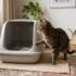 How to Transition Cat Litter Without Your Cat Refusing the Box