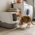 Types of Cat Litter: Pros, Cons & How to Choose