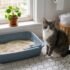 Corn Cat Litter: What You Should Know