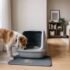 Small Litter Box: What to Look for Before You Buy