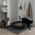 Tidy Cats Lightweight Cat Litter Review: Is It Worth It?