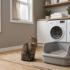Litter Box for Kittens: The Right Setup for Every Age and Problem