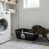 Fresh Step Cat Litter Review: Which Formula Is Right for You?