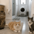 PETKIT Automatic Litter Box Review