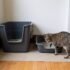 Litter Box for Dogs: What Actually Works Indoors