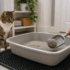 Walnut Cat Litter: Pros and Cons