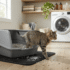 Best Non-Clumping Cat Litter: 7 Top Picks for Every Type of Cat