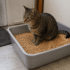 Pellet Cat Litter: What It Is and How It Compares